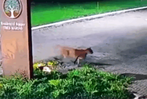 Na noite de segunda-feira (26), uma onça-parda (Puma concolor) foi flagrada por moradores circulando pelas ruas de Peruíbe,