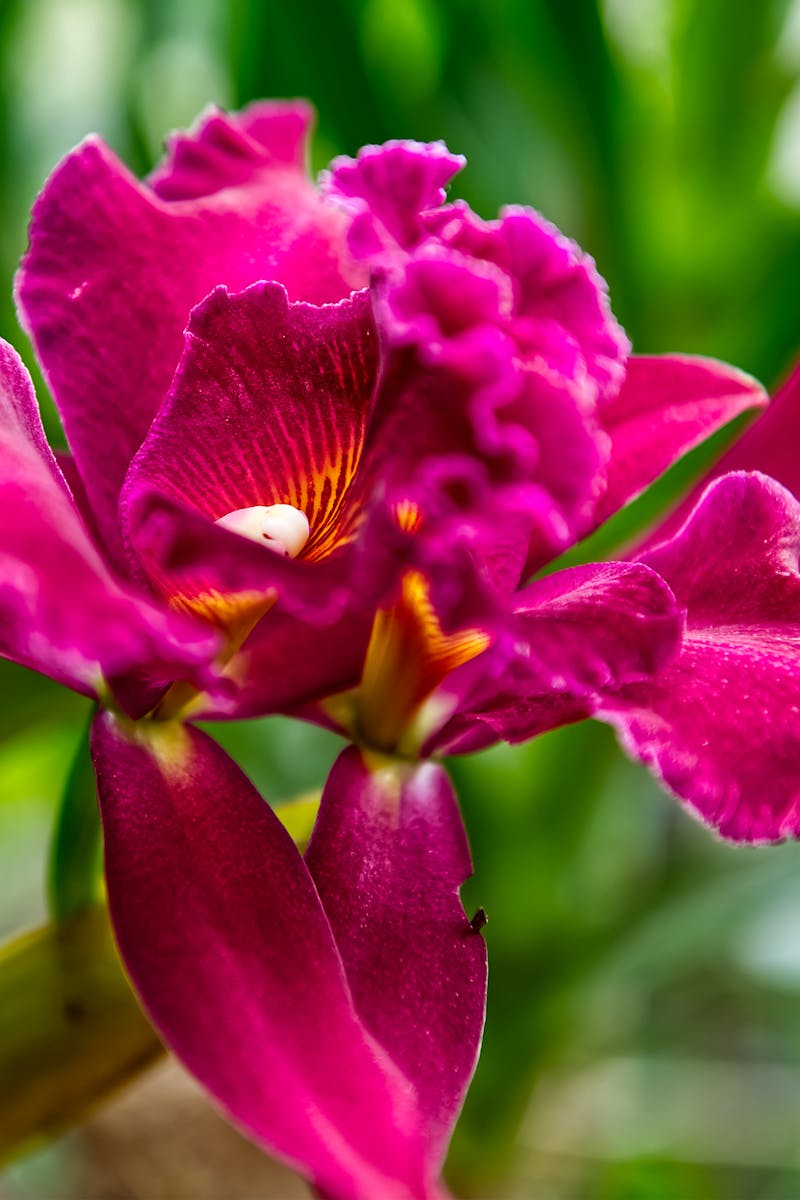 Close-up of a stunning pink orchid flower with vibrant petals in natural light.
