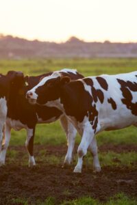 Three Holstein cows stand in a lush grassy field during sunset, creating a serene rural scene.