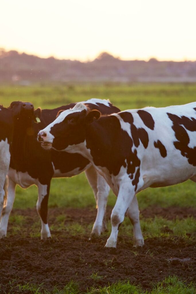 Three Holstein cows stand in a lush grassy field during sunset, creating a serene rural scene.