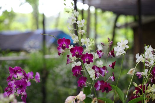 Captivating display of purple and white orchids blooming vibrantly in a lush outdoor garden setting.