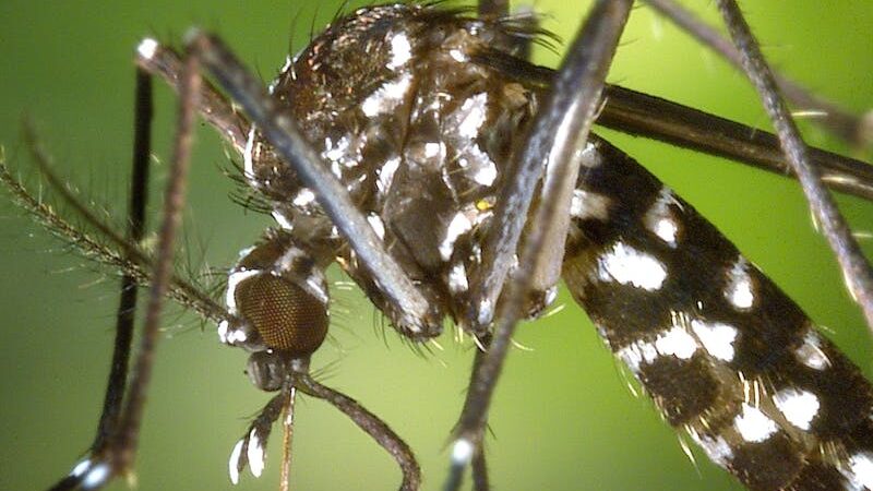 Detailed macro capture of Aedes albopictus mosquito on human skin.