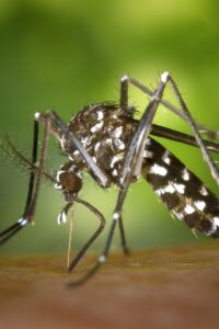 Detailed macro capture of Aedes albopictus mosquito on human skin.