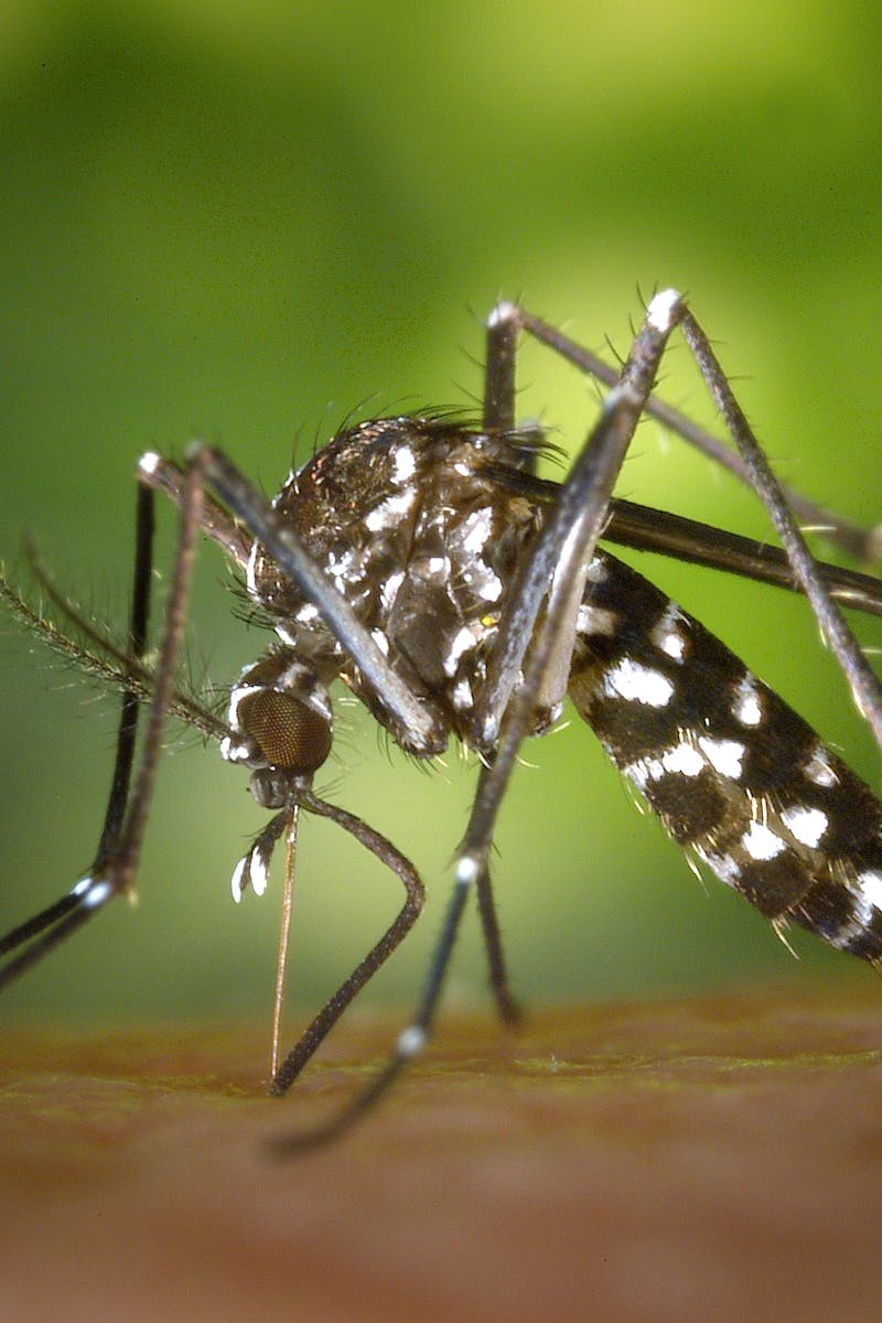 Detailed macro capture of Aedes albopictus mosquito on human skin.