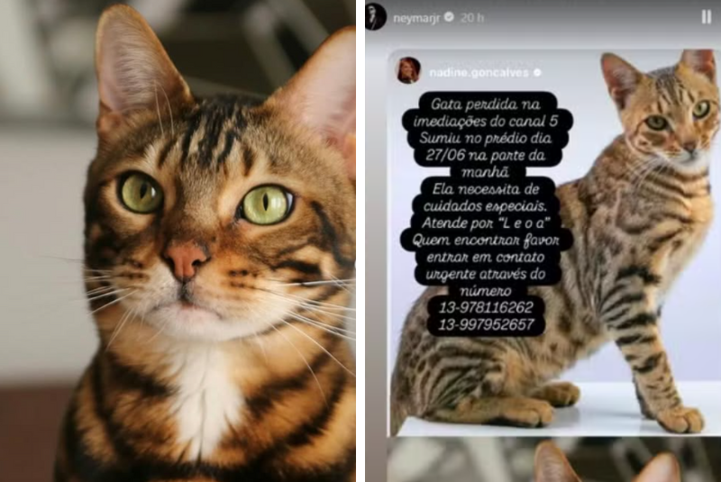 A empresária Nadine Gonçalves, mãe do jogador Neymar Jr., está em busca de sua gata de estimação, Leoa, que desapareceu na manhã da última