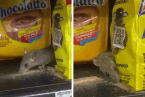 Um rato foi flagrado se alimentando de um achocolatado em uma prateleira de supermercado em Bertioga, no litoral de São Paulo. A cena foi