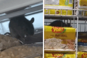 Uma cliente, que teve a identidade preservada, flagrou um rato circulando sobre mercadorias nas prateleiras do Tenda Atacado de Itanhaém,