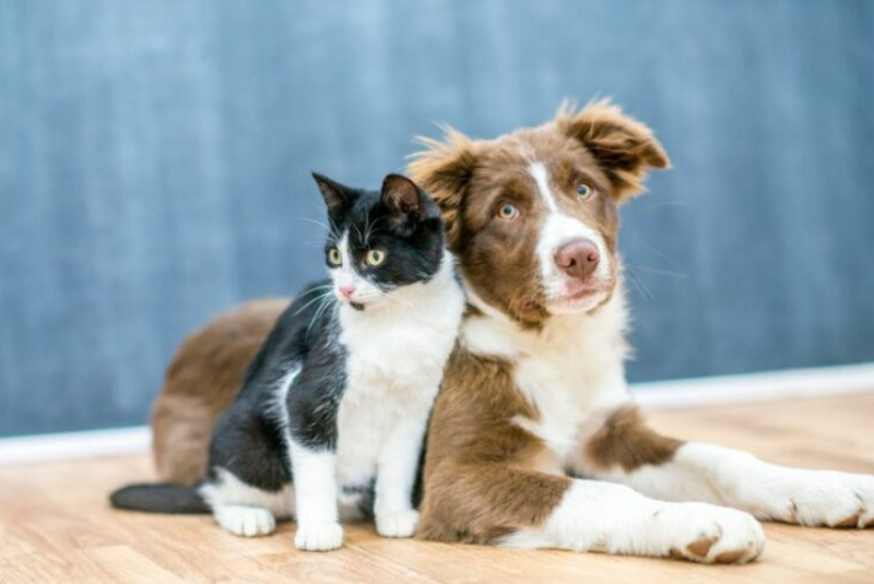 O Conselho Municipal da Vida Animal (Comvida) inicia nesta terça-feira (10) uma série de encontros regionais com o objetivo de...