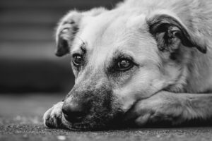 dog, domestic animal, nature, mammal, animal, snout, outdoors, wildlife, attentive, pet, mixed breed dog