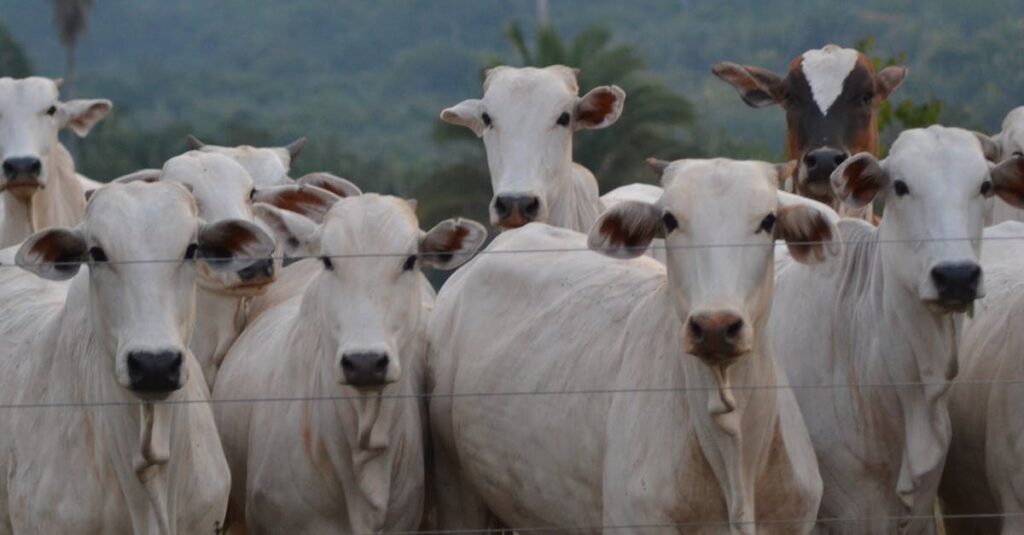Group of Nelore cattle standing behind a fence on a ranch with a forested backdrop.