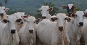 Group of Nelore cattle standing behind a fence on a ranch with a forested backdrop.