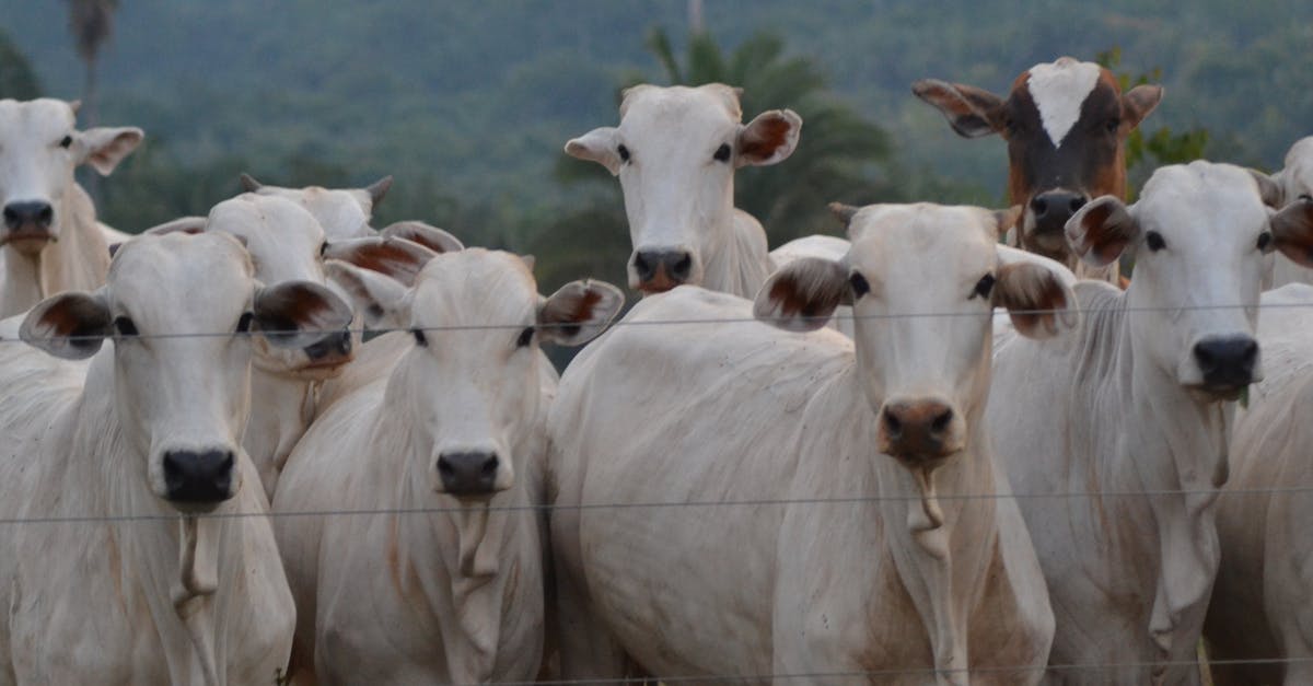 Group of Nelore cattle standing behind a fence on a ranch with a forested backdrop.