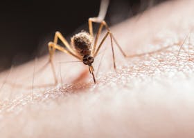 Macro shot capturing a mosquito piercing skin with its proboscis, highlighting its role as a pest.