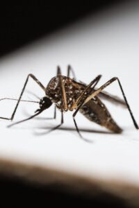 Detailed image of a mosquito on a white surface, highlighting its features.