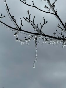 Close-up of tree branches coated with ice, creating a winter wonderland in New Jersey.