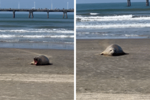 Um elefante-marinho-do-sul (Mirounga leonina) foi flagrado nesta terça-feira (22) descansando na faixa de areia da Praia de Agenor de Campos,