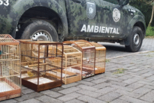 Durante patrulhamento no Jardim Irmã Dolores, em São Vicente, a Guarda Civil Municipal (GCM) localizou nove aves silvestres mantidas