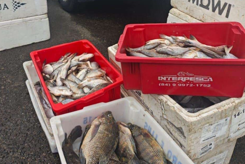 Três pontos de venda de pescado clandestinos foram autuados e multados em R$ 21 mil após a apreensão de 375 kg de pescado irregular em