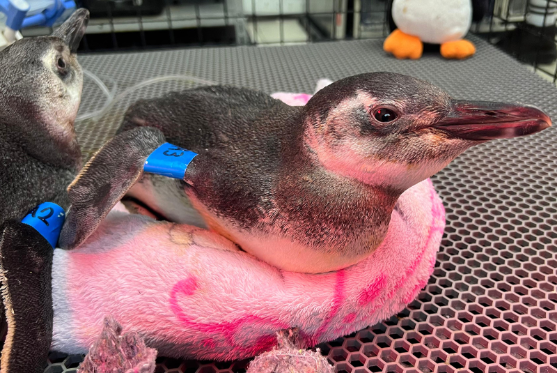 O Instituto Gremar registrou, desde o último dia 28 de junho, 50 ocorrências envolvendo encalhes de pinguins-de-magalhães