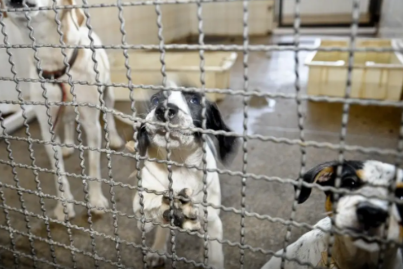 A Câmara dos Deputados aprovou nesta quarta-feira (9) o projeto de lei que proíbe o uso de animais vertebrados vivos em testes de