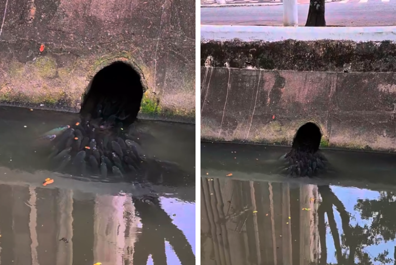 Dezenas de peixes foram flagrados aglomerados na saída de uma manilha no Canal 4, entre os bairros Embaré e Boqueirão, em Santos, no litoral