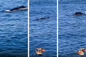 Um momento inusitado chamou a atenção de banhistas na Praia de Itacoatiara, em Niterói (RJ), na manhã da última segunda-feira (21).
