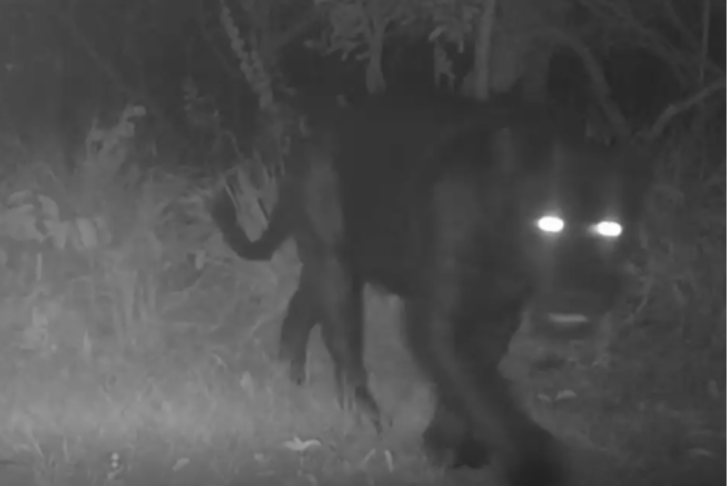 Uma onça-preta foi registrada pela primeira vez na Reserva Natural Serra do Tombador, em Cavalcante, Goiás. As imagens inéditas foram obtidas