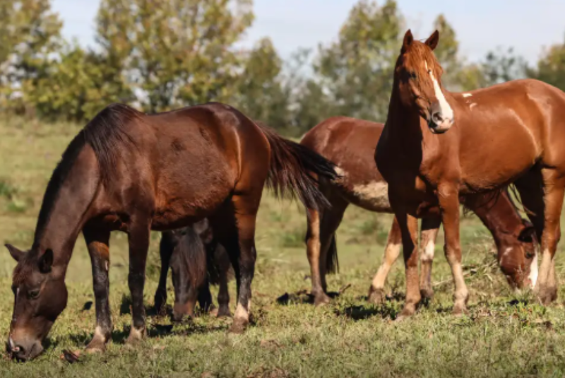Ao menos 245 cavalos morreram após terem consumido rações equinas contaminadas da empresa Nutratta Nutrição Animal. Os casos