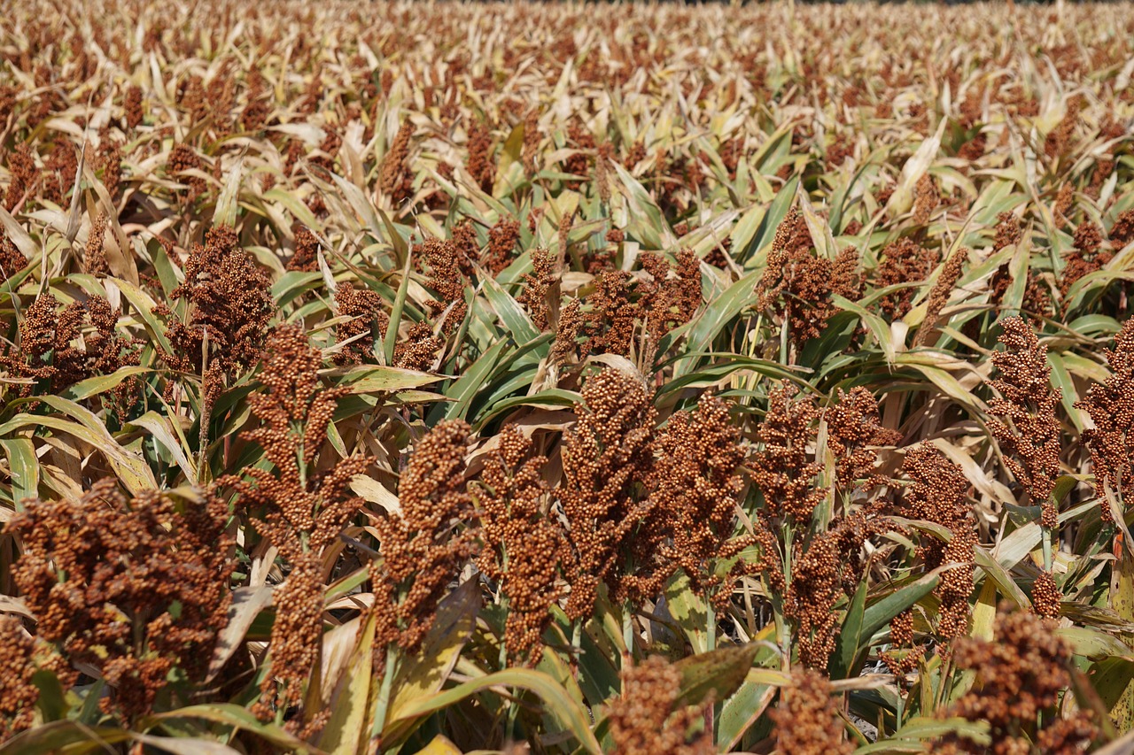 grain, sorghum, milo, cereal, crop, food, graminaceous, farmland, sorgo, agricultural, sorghum, sorghum, sorghum, sorghum, sorghum