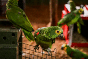 Agentes da Delegacia do Meio Ambiente resgataram, nessa terça-feira (5), 90 aves silvestres e prenderam dois homens transportando