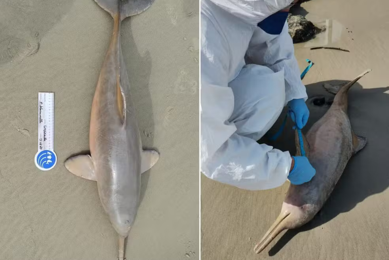Uma toninha (Pontoporia blainvillei), espécie de golfinho criticamente ameaçada de extinção, foi encontrada morta na manhã desta...