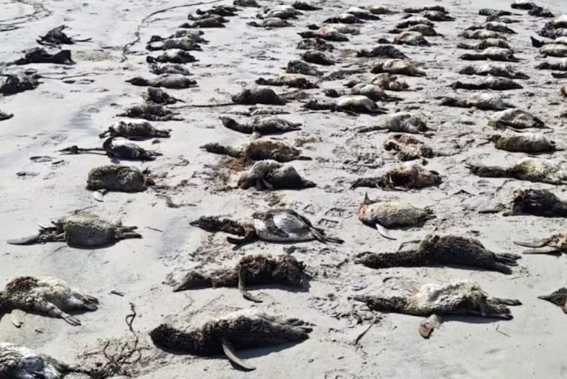 O Instituto de Pesquisas Cananéia (IPeC) registrou o encalhe de mais de 350 pinguins-de-magalhães (Spheniscus magellanicus) mortos...