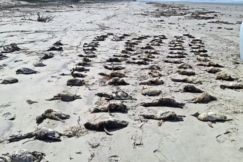 O número de pinguins-de-magalhães (Spheniscus magellanicus) encontrados mortos nas praias do litoral sul de São Paulo chegou a 882...