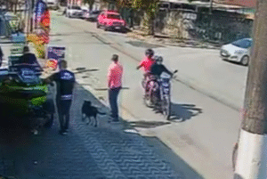 Um cachorro chamado Dudu se tornou herói no bairro Jardim Primavera, em Guarujá, no litoral de São Paulo, após impedir uma tentativa...