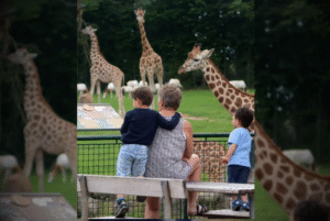 O Zoológico de Aalborg, localizado no norte da Dinamarca, gerou polêmica ao pedir que donos de animais de estimação doassem seus pets