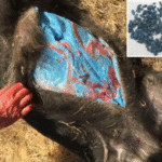 Carne azul neon em javaporcos revela contaminação por veneno agrícola na Califórnia