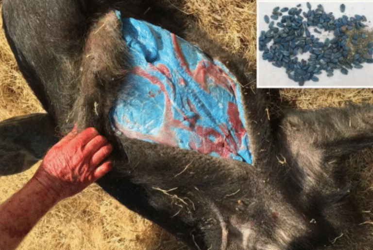 Carne azul neon em javaporcos revela contaminação por veneno agrícola na Califórnia