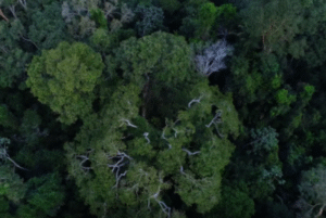 O financiamento climático é um dos temas centrais das negociações entre países que participarão da COP30 – a Conferência das Nações