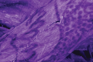 Arqueólogos revelaram novos detalhes sobre tatuagens complexas encontradas em uma múmia de mais de 2 mil anos, pertencente à antiga