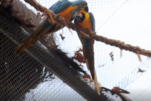 A visitação pública ao zoológico do Rio, na Quinta da Boa Vista, foi suspensa temporariamente, a partir dessa quarta-feira (30), por