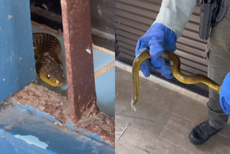 Na última terça-feira (19), moradores do bairro Jardim Guaiúba, em Guarujá, levaram um susto ao encontrarem uma serpente ao lado da porta...