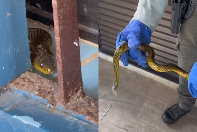 Na última terça-feira (19), moradores do bairro Jardim Guaiúba, em Guarujá, levaram um susto ao encontrarem uma serpente ao lado da porta...