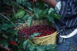 coffe, field, court cafe, coffe, coffe, coffe, coffe, coffe