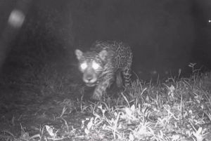 O Instituto Estadual do Ambiente (Inea) do Rio de Janeiro identificou uma onça-pintada (Panthera onca) no Parque Estadual da Serra...