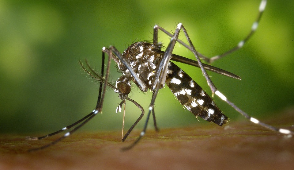 O município de Cubatão, no litoral paulista, apresenta 156 casos confirmados de dengue, segundo o boletim epidemiológico divulgado...