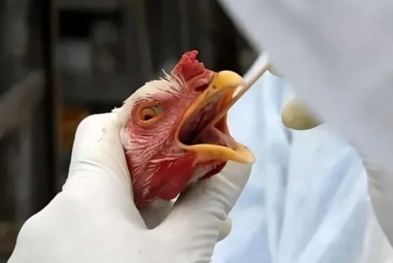 Brasil é reconhecido pela União Europeia como país livre da gripe aviária