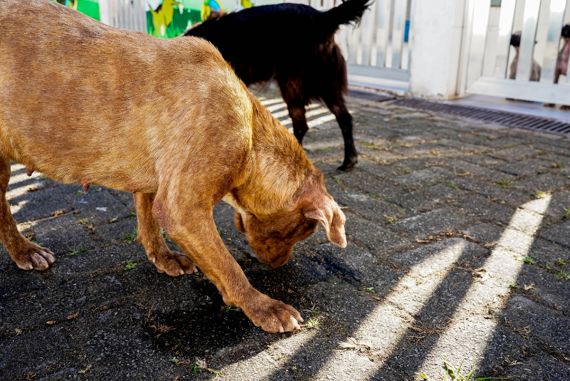 A Prefeitura de Mongaguá, no litoral de São Paulo, realiza neste sábado (6) a primeira edição da feira mensal de adoção de pets.