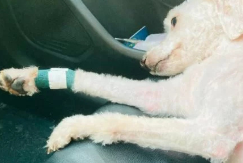 Uma cadela da raça poodle toy, de cinco anos, morreu após ser atacada por um pit bull que estava sendo conduzido por um funcionário...