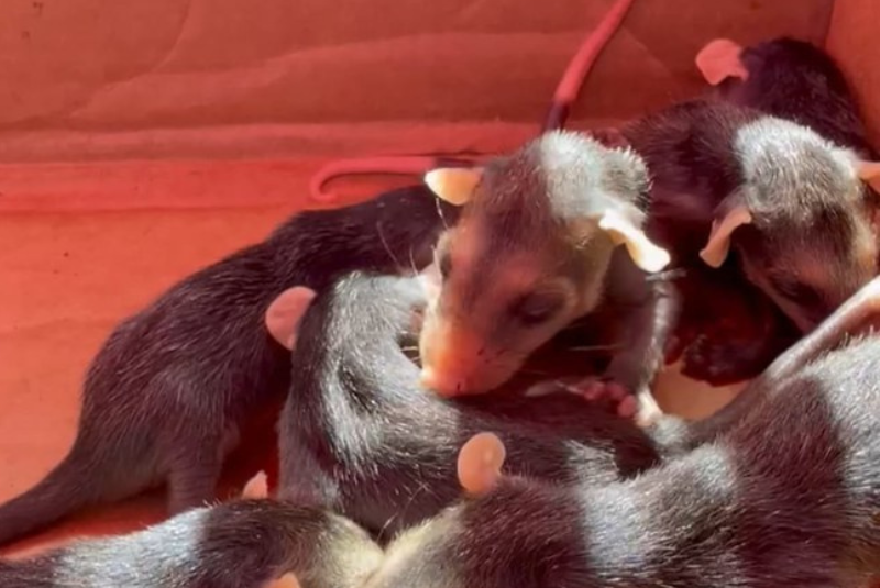O Grupamento de Defesa Ambiental de Guarujá (GDA) realizou dois resgates de fauna silvestre nesta quinta-feira (4).