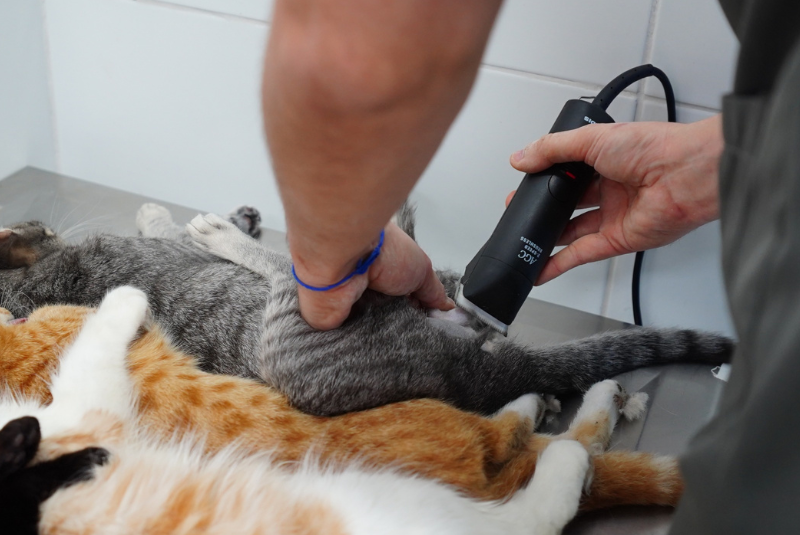 A Prefeitura de Mongaguá promove neste sábado (13) o segundo mutirão de castração gratuita de cães e gatos de 2025.